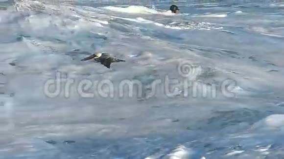鸟在缓慢运动的海浪上低飞视频的预览图