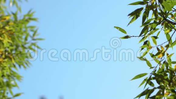 大自然清澈的蓝天背景以清新的第一春树叶为自然框架实时4K录像视频的预览图