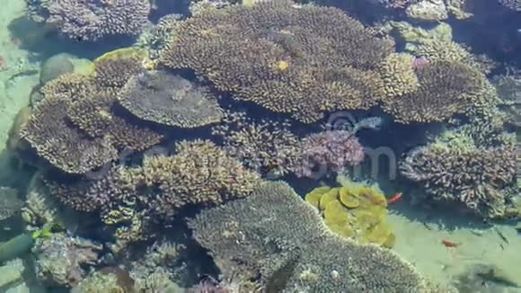 浅珊瑚礁视频的预览图