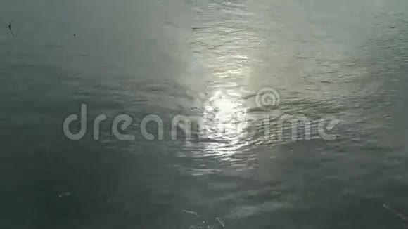 池塘上的涟漪视频的预览图