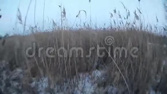 在雪地里和干燥的高草上行走的人视频的预览图