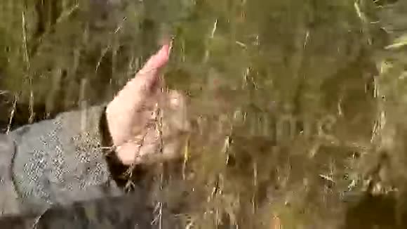 手落叶松树枝视频的预览图
