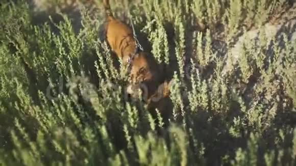 吉娃娃的小狗第一次在草地上散步在大自然中玩耍视频的预览图
