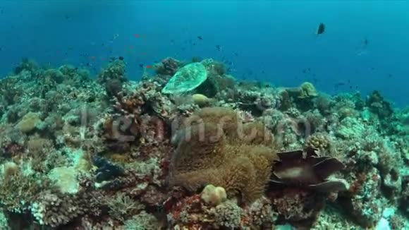 珊瑚礁有丰富的鱼类和鱼4k视频的预览图