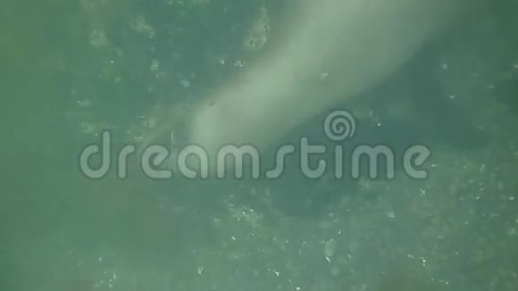 阿根廷蓬塔洛马水下游泳的海狮视频的预览图