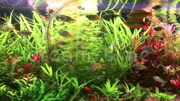 水族馆鱼类和水生植物视频的预览图