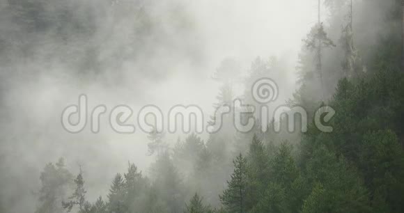 清晨4k山雾上升雾树博米县西藏视频的预览图