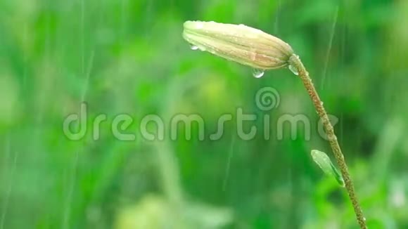 老虎百合芽在雨中视频的预览图