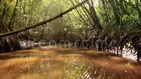 丛林红树林河POV景观通过视频的预览图