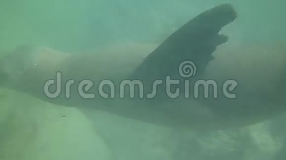 阿根廷蓬塔洛马水下游泳的海狮视频的预览图