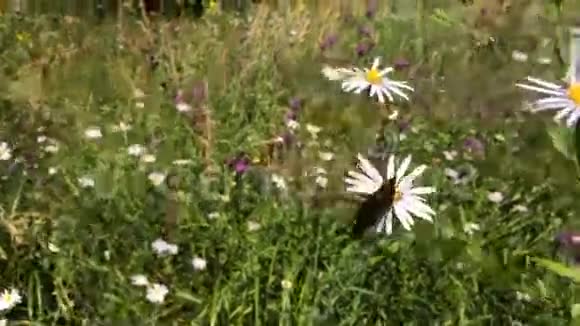 红花上的帝王蝴蝶视频的预览图