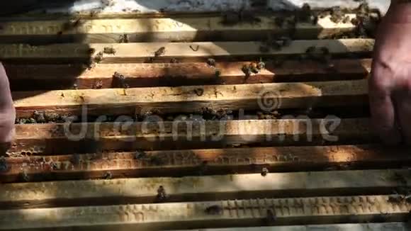 养蜂工作蜜蜂在蜂巢上用甜蜜蜂蜜是蜜蜂保持健康的产品收集的蜂蜜视频的预览图