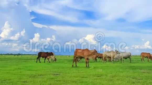 牛在草地上吃草视频的预览图