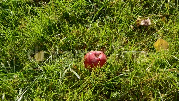 秋天的红苹果落在草地上视频的预览图