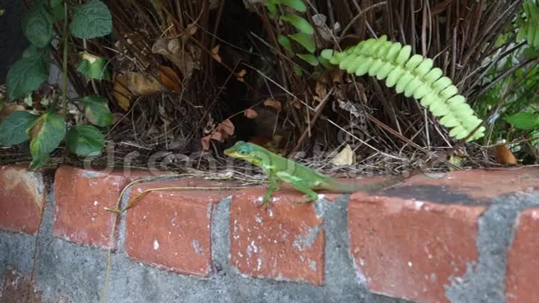 一只蜥蜴在热带的墙上摆姿势视频的预览图