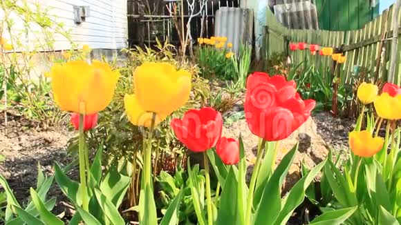 四月花坛上红黄郁金香春天的花园视频的预览图