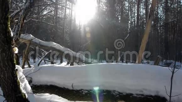 日出时冬天森林里的落叶视频的预览图