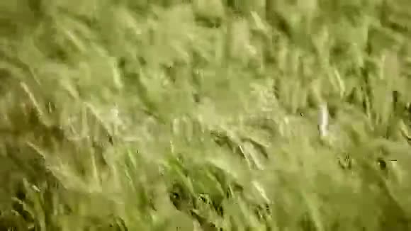 野草和花朵在田野的强风中摇曳视频的预览图