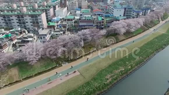 韩国釜山东雷古延吉古亚洲甸川市民公园樱花盛开之春视频的预览图