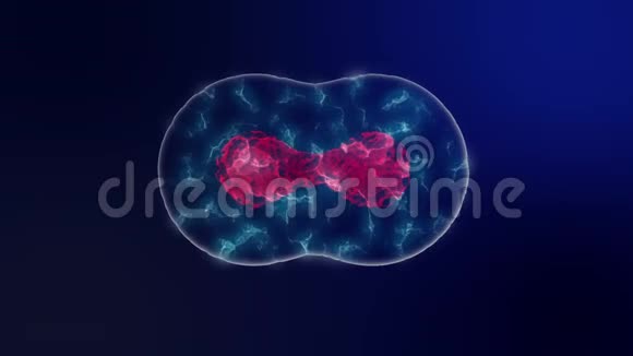 细胞分裂微生物学背景细胞核呈紫色胞浆呈蓝色科学背景4K视频的预览图