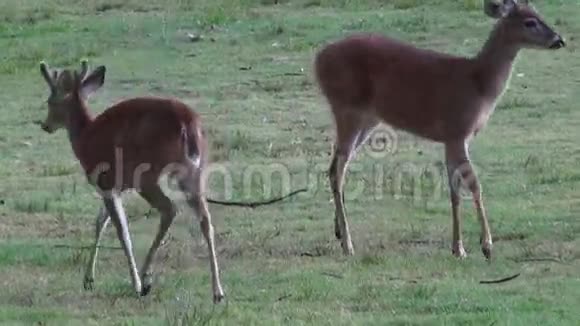 鹿麋鹿驼鹿哺乳动物动物园动物野生动物视频的预览图