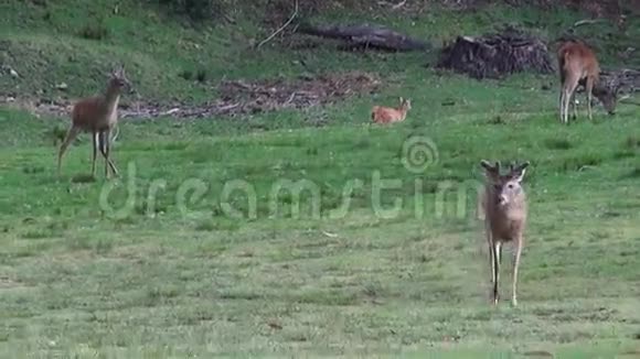 鹿麋鹿驼鹿哺乳动物动物园动物野生动物视频的预览图