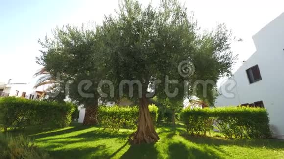 花园里的大橄榄树视频的预览图