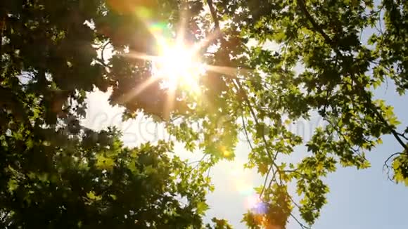 林间明媚的阳光视频的预览图