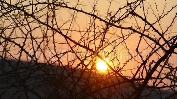 非洲日落穿过树木视频的预览图