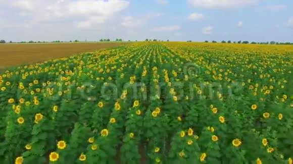 向日葵种植园空中视频视频的预览图