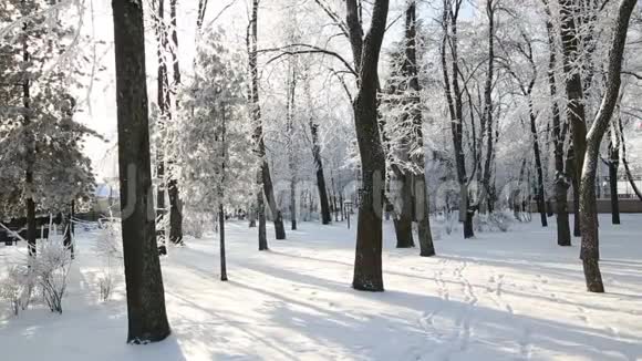 蓝天映衬下公园里的树被雪覆盖视频的预览图