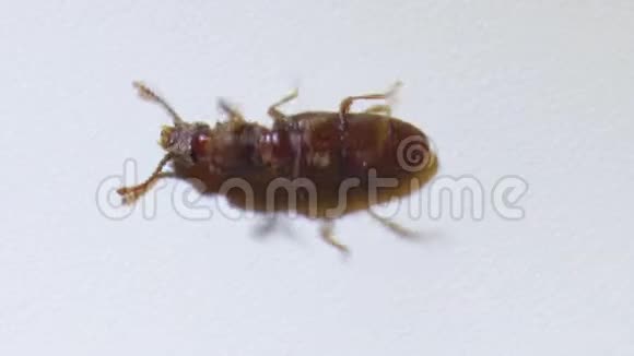 商人粮甲虫在白色背景视图从侧面Oryzaephilus视频的预览图