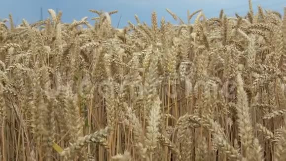 麦田一大堆麦子都结了草甸麦田成熟穗的背景视频的预览图