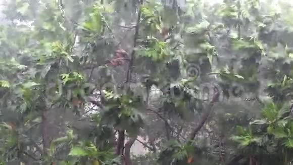 树木和倾盆大雨热带倾盆大雨视频的预览图