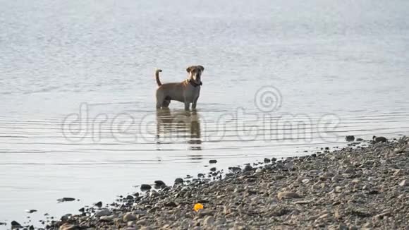 可爱的狗在湖里奔跑一只湿狗视频的预览图