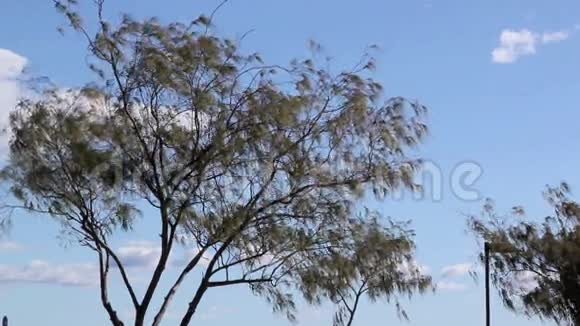 风中的树视频的预览图