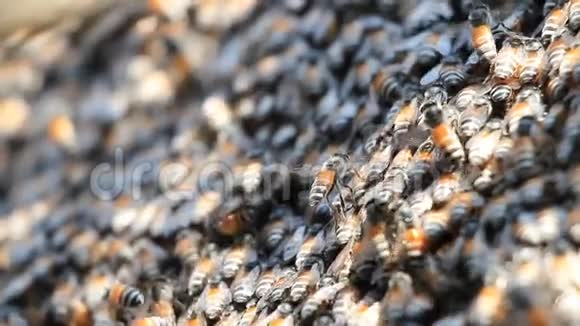 蜂群中的蜜蜂形成蜂巢背景视频的预览图
