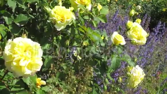 鲜艳诱人的黄色玫瑰花坛2019年6月夏季开放视频的预览图