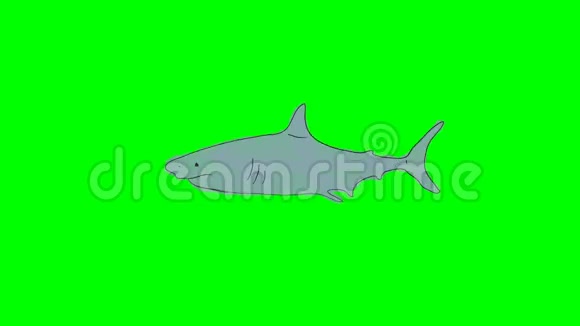 绿色屏幕背景下的真正卡通鲨鱼游泳视频的预览图