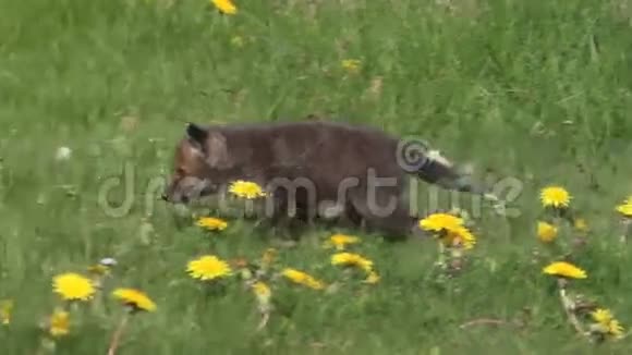 红狐秃鹫蛹与黄花在草甸散步诺曼底在法国视频的预览图