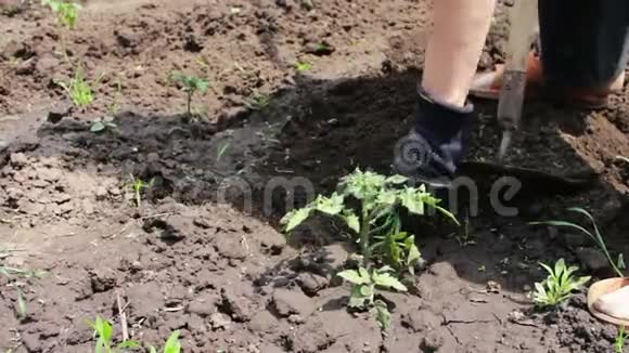 一个女农民给花园除草清理年轻绿色植物周围的杂草视频的预览图