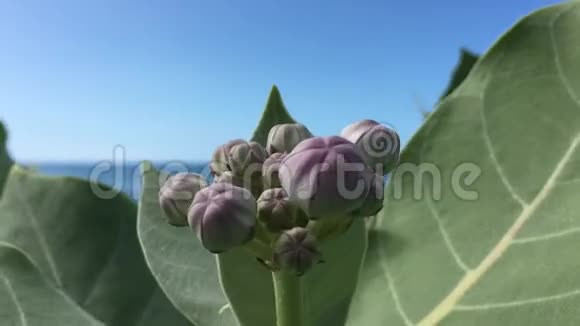 夏威夷考艾岛秋季凯卡哈的植物开花视频的预览图