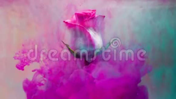 五颜六色的水滴落在美丽的玫瑰上视频的预览图