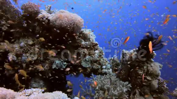 热带水下景观视频的预览图
