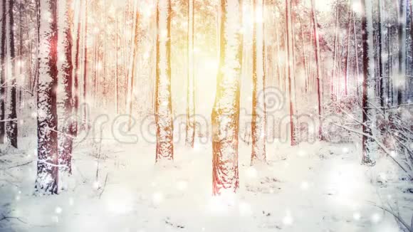 阳光明媚的冬日满是雪的树木视频的预览图