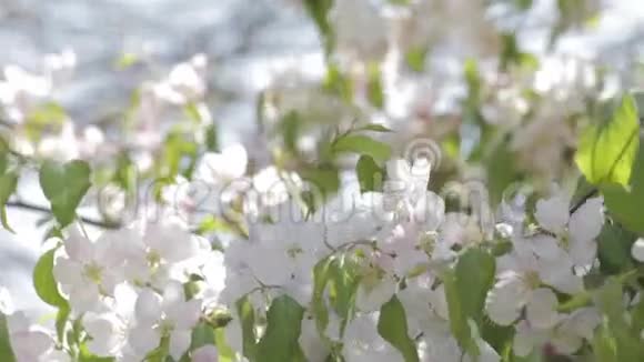 观赏树上的白色花朵视频的预览图