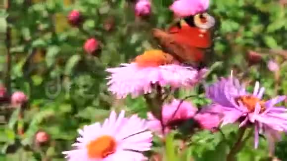蝴蝶在美丽的红色星体上视频的预览图