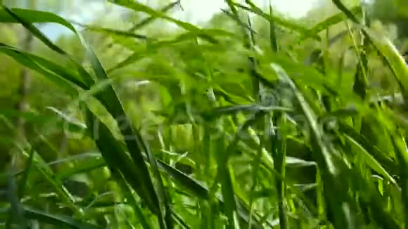 绿野镜头宏观阳光透过草地照射美丽的春天背景视频关闭静态摄像机视频的预览图