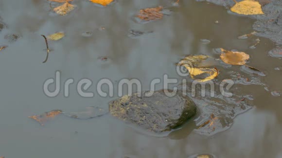 漂浮在水池里的黄叶是一块石砖视频的预览图
