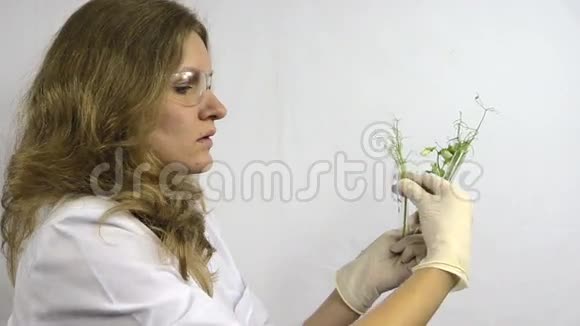 化验员检查带有转基因植物的烧瓶视频的预览图